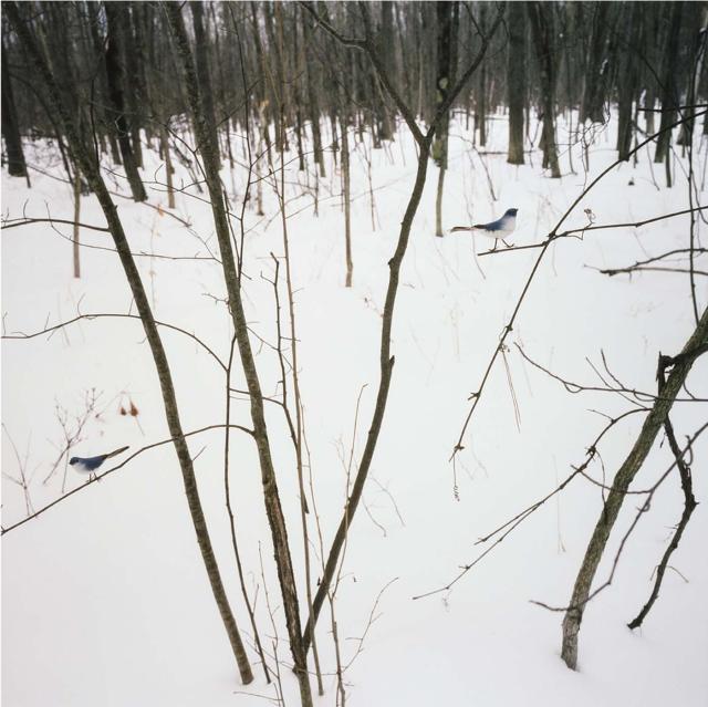A photograph in nature with snow on the ground and a blue and white bird on a tree limb.