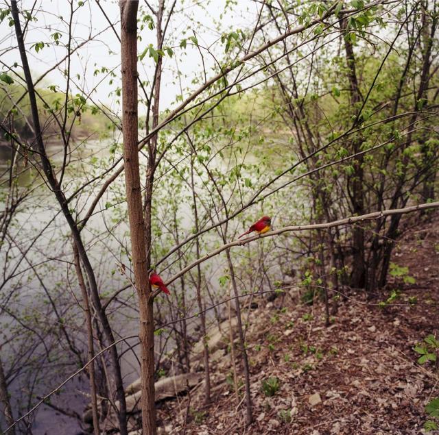 A photograph in nature with water and two red birds on a tree limb. 