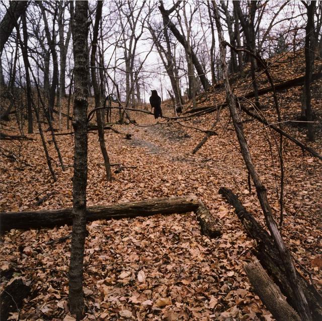 A photograph in nature with leaves on the ground and a black bird on a tree limb.