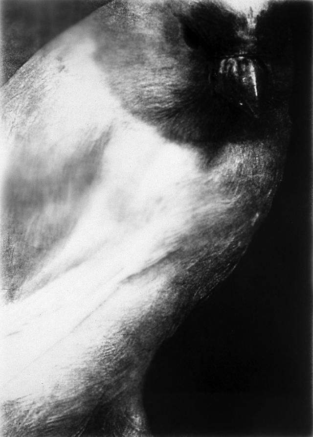 A black and white photograph of a bird.