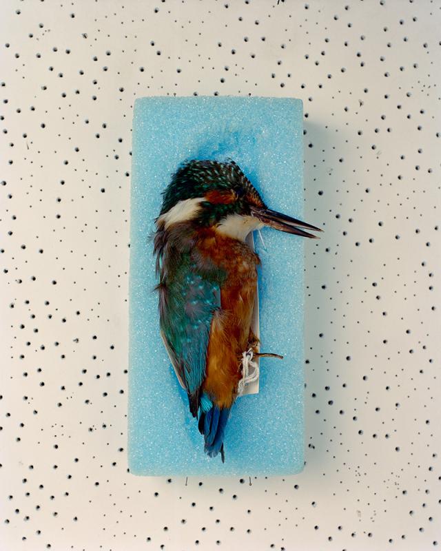 A photography of a dead bird on a blue surface.