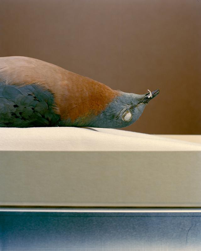 A detailed photograph of a dead bird on it's back.