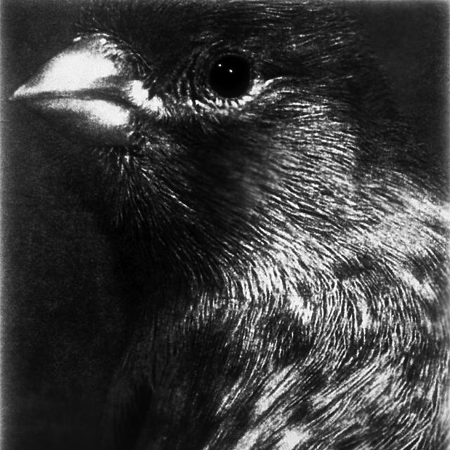 A close up black and white photograph of a bird. 