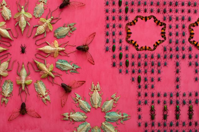 a pink wall with bugs attached. 