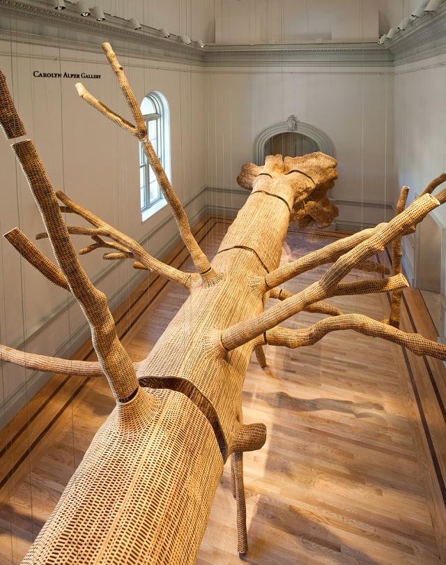A photograph of a tree inside of a room.