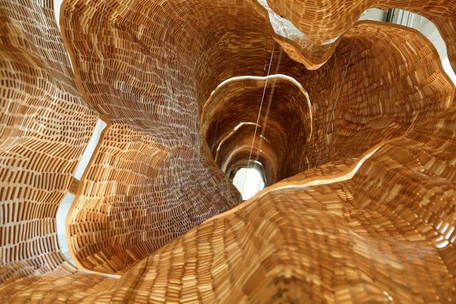 A detailed photograph inside of a tree.