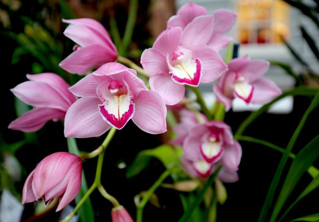 A photograph of pink orchids.