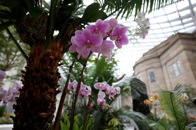 A photograph inside the Kogod Courtyard of orchids in various colors.
