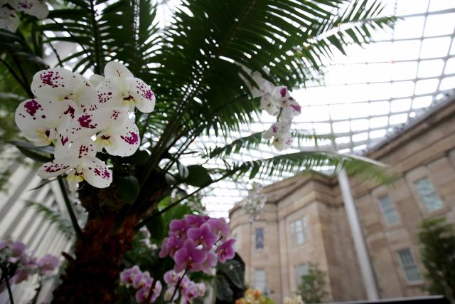 A photograph inside the Kogod Courtyard of orchids in various colors.