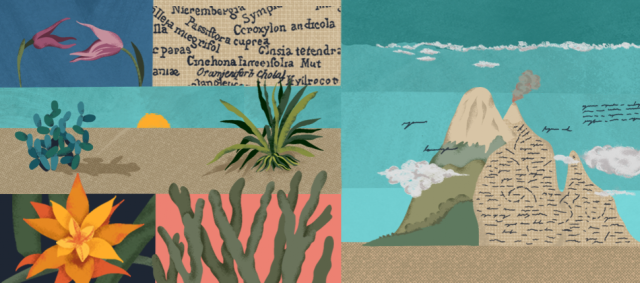 An image with plants and nature 