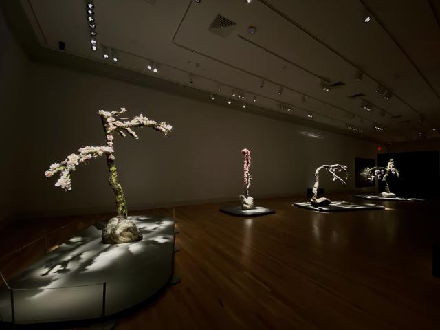 An installation photograph of trees
