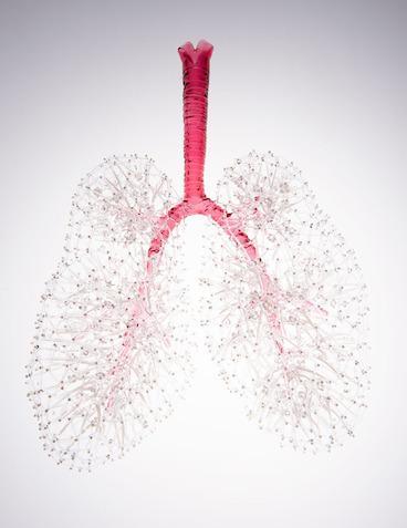 Sculpture of lungs made of glass hanging on a wall.