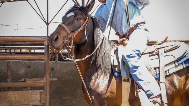 Cowboy guiding a horse