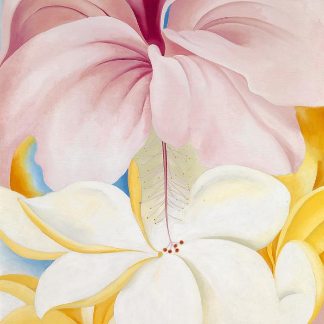 A pink and white flower with yellow in the background. 