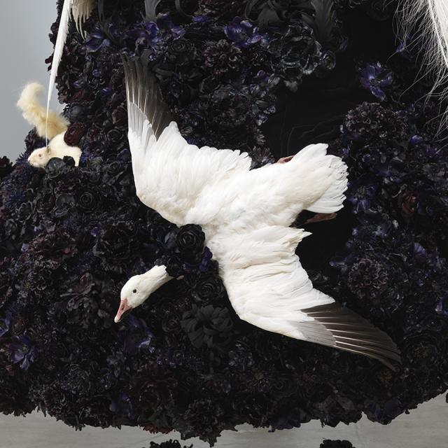 A photograph of a white bird surrounded by black material. 